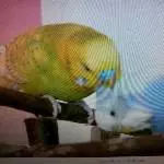 Liebe ist so schön
