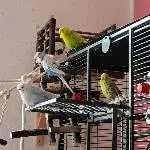 Hunger! Hunger!