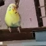 Der kleine Bert