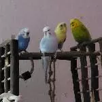 Wir Vier 