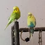 Die Jungs Leo und Bert