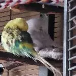 Bert und Cindy träumen