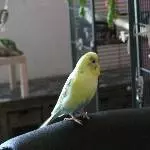 Bert sitzt auf meinem Sessel