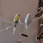 Bert und Cindy chillen
