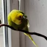 Pediküre