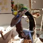 Der Korkring