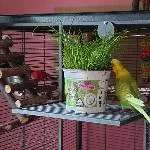 Leo und das Katzengras