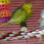 Leo und Lenchen chillen