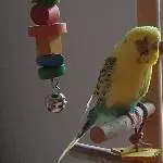 Der schöne Bert