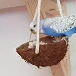 Lenchen und die Kokosnuss