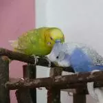 Leo und Lenchen haben sich lieb