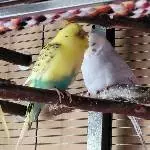 Bert quatscht Cindy voll