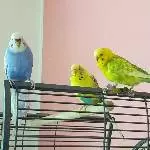 Lenchen, Bert und Leo
