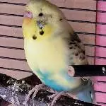 Bert, der Albatros 