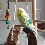 Der schöne Bert auf dem Korkring