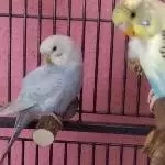 CIndy und Bert beim Putzen