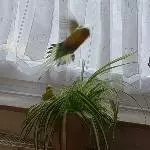 Bert fliegt 