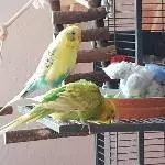 Lenchen nimmt ein Bad-die Jungs gucken zu
