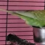 Leo hat Hunger