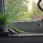 Lecker Katzengras