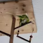 Ein grüner Knubbel