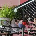 CIndy, Lenchen und das Katzengras