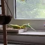 Leo und Bert auf der Fensterbank
