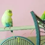 Bert guckt