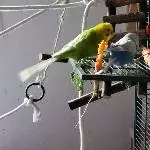 Möhrchenkunst