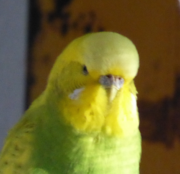 Cleo