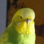 Portrait von Cleo