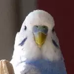 Portrait von Karlo