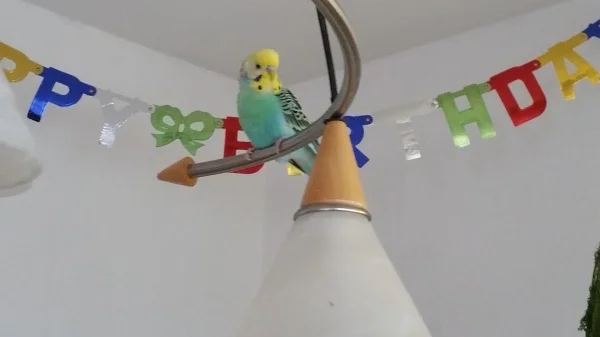 Wellensittich-Bild: Lucky beobachtet gerne auf der Lampe über unserem Esszimmertisch, was und wie wir essen ;)