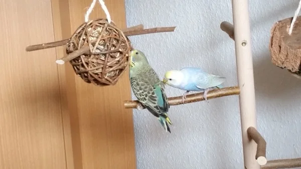 Wellensittich-Bild: Die beiden lieben es, irgendwo rumzuknabbern. Während Merlin sich der Weidenkugel widmet, zupft Luna an den Federchen von Merlin. *ggg*