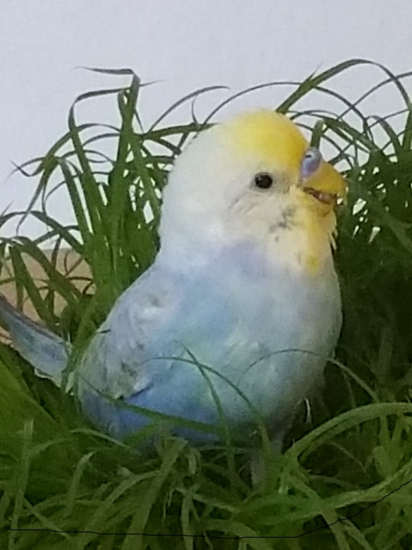 PHPSESSID