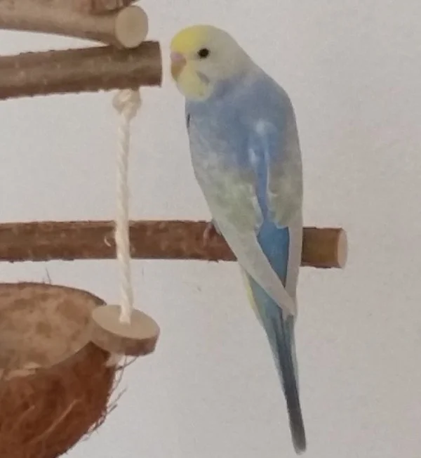 Wellensittich-Bild: Luna ist die neugierige und flugbegabtere unseres Pärchens. Sie hat gleich den Wellibaum entdeckt, als sie aus dem Käfig herausflog. :)