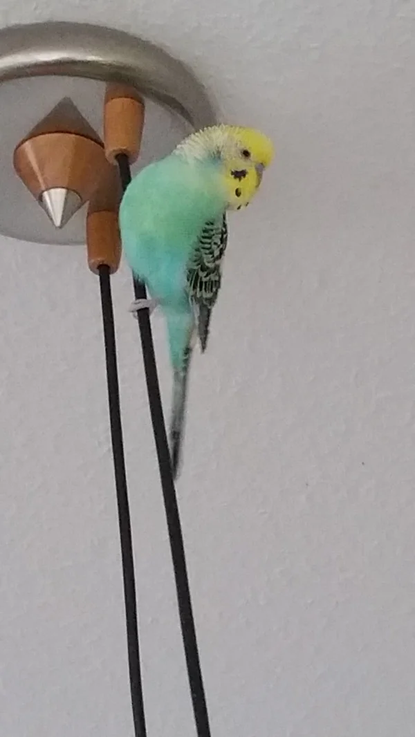 Wellensittich-Bild: Lucky ist sehr agil und probiert alles aus. Am liebsten klettert er die Lampe bis unter die Decke hoch und hat so alles prima im Blick. :)