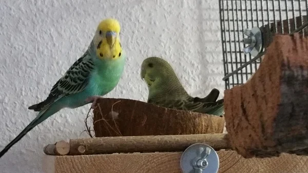 Wellensittich-Bild: Die beiden lieben ihre Kokosnuss. Manchmal ist auch ein kleines Leckerli drin. ;)