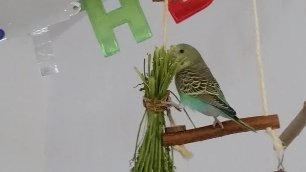 Wellensittich-Bild: Unsere Lucy ist ganz verrückt nach Karottenkraut. Kaum hängt es am Kletterbaum, stürzt sie sich darauf. ;)
