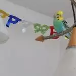 Lucky auf seinem Lieblingsplatz
