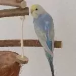 Luna bei ihrem ersten Freiflug