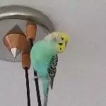 Lucky klettert unsere Lampe hoch