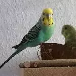 Lucky und Lucy machen es sich gemütlich