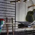 Luna putzt Merlin mit Hingabe