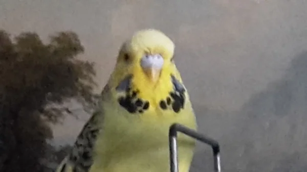 Wellensittich-Bild: Hallo ich bin neu bei Marie69 und sie meint ich bin ein Mädel. 
Auf jeden Fall passe ich gut in die Landschaftsmalerei. 
Vielleicht kann mir jemand vom Foren Team helfen. Bin nur mit Handy unterwegs und kann nur so Bilder hochladen. Gruß marie69 