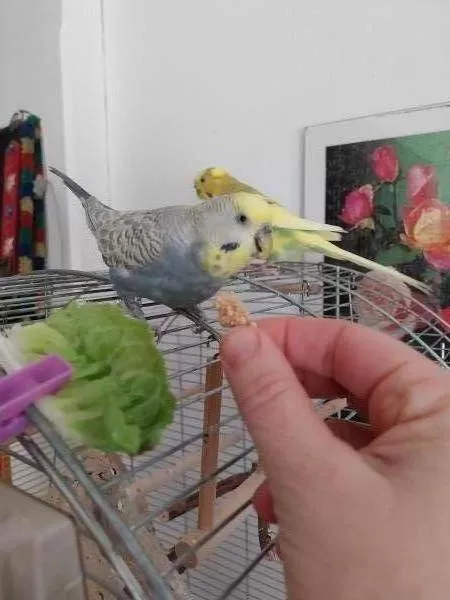 Wellensittich-Bild: Pips im Hintergrund, Maxi schmeckt es!