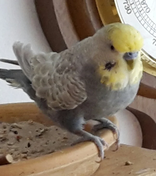 Wellensittich-Bild: Nicht nur meine drei Wellimädchen mögen ihn, auch ich kann ihm nicht böse sein, auch wenn ich ihn gelegentlich mal schimpfen muss. Der wilde Hahn geht mit ihm durch. Aber er ist der zutraulichste meiner vier Wellis.