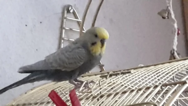Wellensittich-Bild: Mein kleiner 2,5 jähriger welli-Mann. Frech aber etwas schüchtern. Aber was für eine FarbRichtung hab ich denn?
Grau weißflügelig?