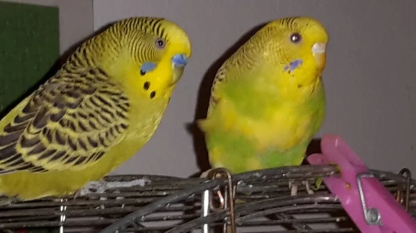 Wellensittich-Bild: Niko und pips verstehen sich so gut auch wenn niko schon 3Jahre ist und pips erst ein paar Monate alt.