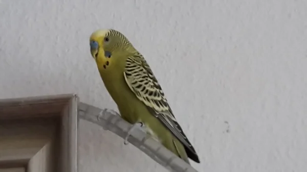 Wellensittich-Bild: Hallo hier bin ich 